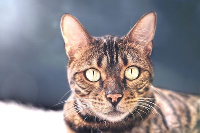 Close up portrait of a bengal cat.