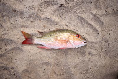 High angle view of fish on sand