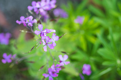 Close-up of purple flowering plant