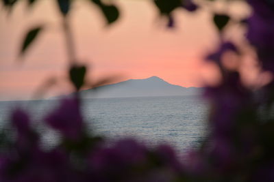 Close-up of plants by sea against sky during sunset