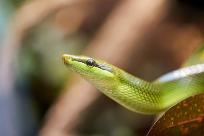 Close-up of lizard on leaf