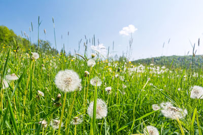 Close-up of dandelion growing in field