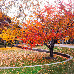 Trees in park