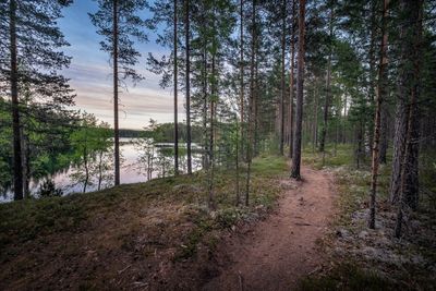 Scenic view of forest against sky