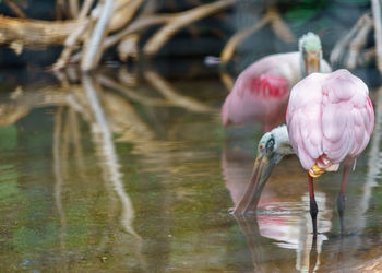 High angle view of bird drinking water