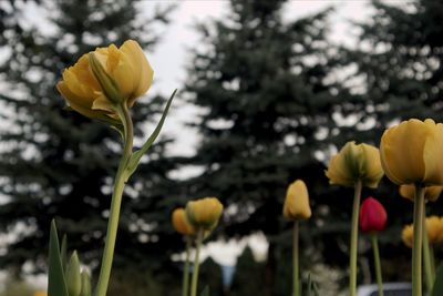 Close-up of yellow tulips
