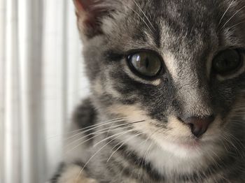 Close-up portrait of a cat