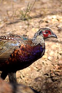 Ringneck pheasant