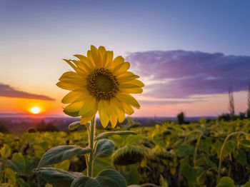 Close-up of sunflower on field against sky during sunset