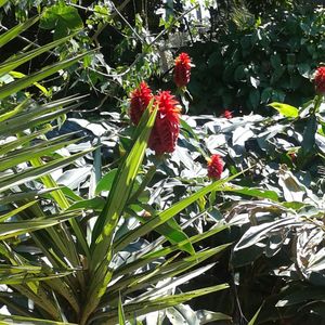 Close-up of red flowers
