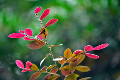 Close-up of pink flowering plant