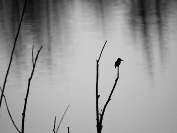 Bird perching on a lake