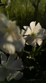 Close-up of white flower blooming outdoors