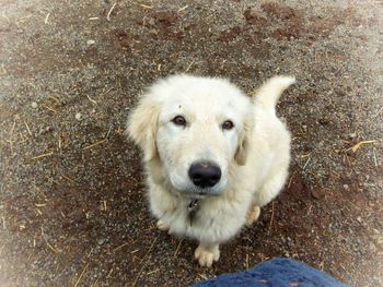 High angle portrait of dog sitting outdoors