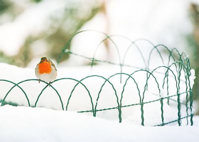 Robin perching on fence during winter