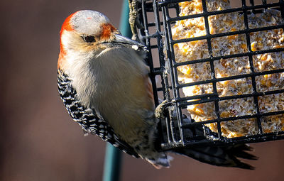 Woodpecker arrives on the suet feeder