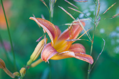 Close-up of orange lily blooming outdoors