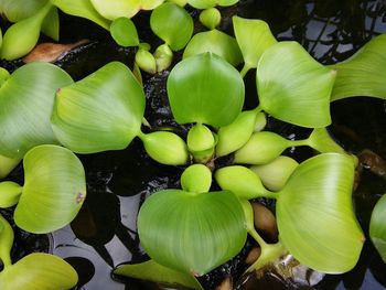 Full frame shot of green leaves on plant