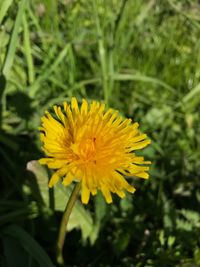 Close-up of yellow flower blooming outdoors