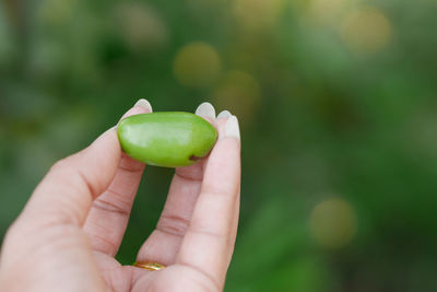 Close-up of hand holding tomato