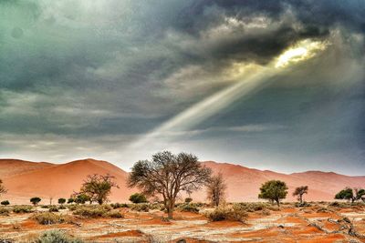 Trees in arid landscape against cloudy sky on sunny day