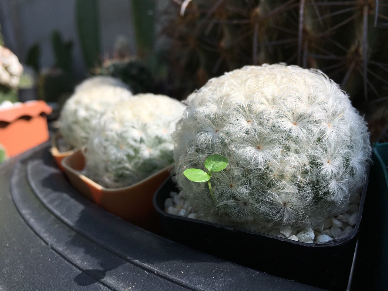 CLOSE-UP OF WHITE FLOWERS ON TABLE