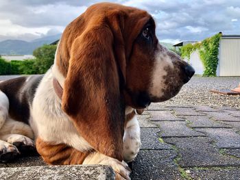 Close-up of a dog looking away