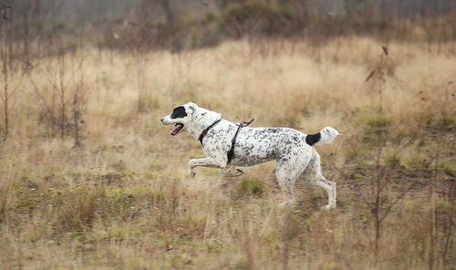 Dog running in a field