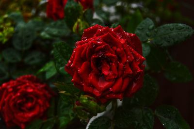 Close-up of red rose blooming outdoors
