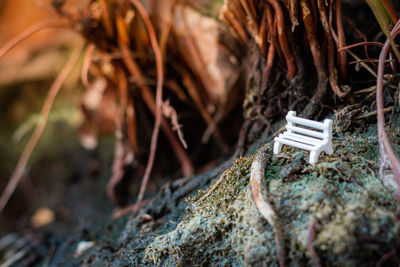 High angle view of dry plant on rock