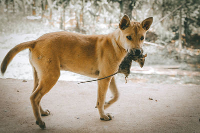 Portrait of dog standing outdoors