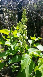 Close-up of fresh green plant