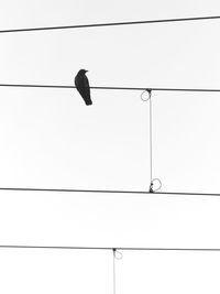 Low angle view of bird perching on cable against sky