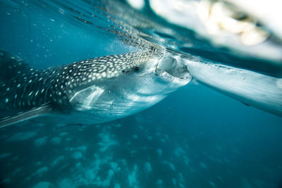 Close-up of fish swimming in sea