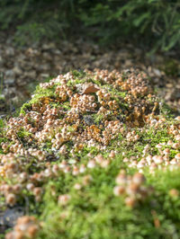 High angle view of moss growing on field