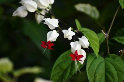 Close-up of white flowers blooming outdoors