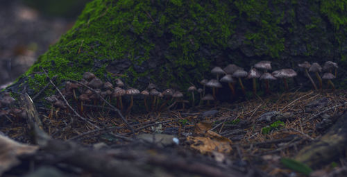 Close-up of mushroom growing on field