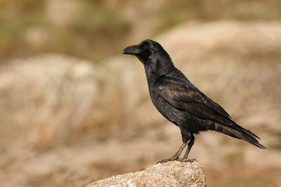 Close-up of bird perching on rock