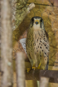 Close-up portrait of owl