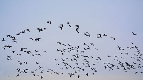 Flock of birds flying in the sky