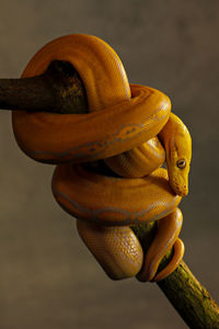 Close-up of albino ball python