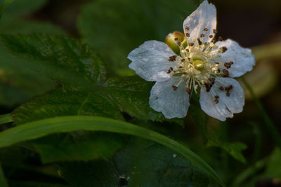 Close-up of white flowers blooming outdoors
