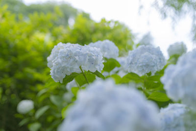 Close-up of white hydrangea flower