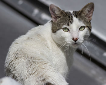 Close-up portrait of a cat