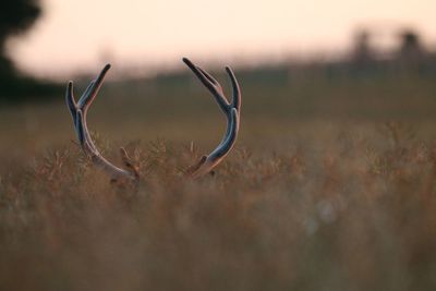 Close-up of dry plant on field during sunset