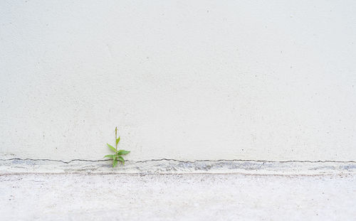 Small plant adaptation grows on cement wall. little beautiful tree grows through the cracked floor .