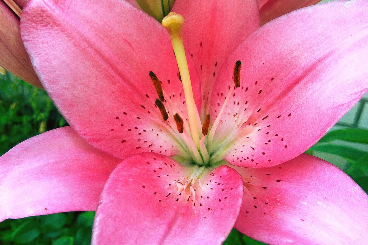 flower, petal, pink color, growth, flower head, beauty in nature, fragility, close-up, freshness, nature, day, outdoors, plant, stamen, no people, springtime, blooming, day lily