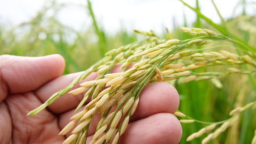 Close-up of hand holding wheat