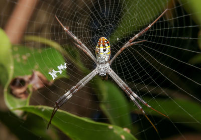 Close-up of spider on web