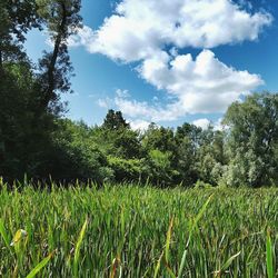 Scenic view of agricultural field against sky